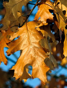 https://www.flickr.com/photos/horiavarlan/5351061857/in/photolist-99RAgc-9Jz8Gk-dyZ4cj-nAMJaR-8MjVY6-8JKiQj-pwbyMr-puQXp4-6tWKoW-78nVwg-r5aKqf-pEedH7-ndccQF-x2gAVv-41yJgg-7Lm52p-2BbhLf-6N8rcg-p7qXK6-6q1USo-5swBXf-ay3F8z-jEu3Nn-6W77bQ-8BMH2J-iasayk-4iGMMW-8PsVZ7-pqPHiu-gnFbHd-4QR6Lx-8Fns12-62eaXk-2XEus6-8SEMCZ-79Ta7G-pDuygZ-78911M-89YurC-xnFVCj-yAUsMQ-dJWeYE-fFH44X-pxJapp-qdeNh1-pSRFhy-dPWsji-qUNv6L-6XFg9j-5se8Tu