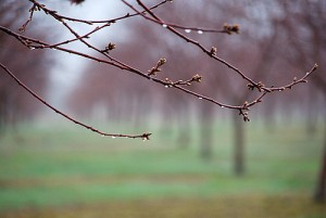 Ready to Blossom