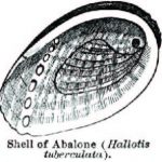 abalone2