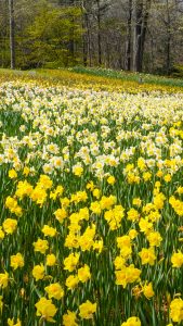 field of yellow and white daffodils