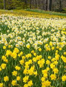 field of yellow and white daffodils